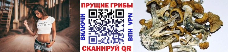 Галлюциногенные грибы Psilocybine cubensis Заозёрный